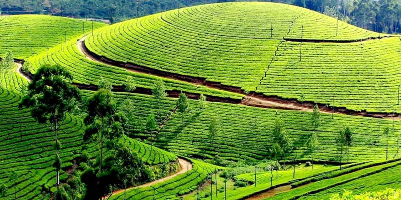Karnataka Garden Ooty